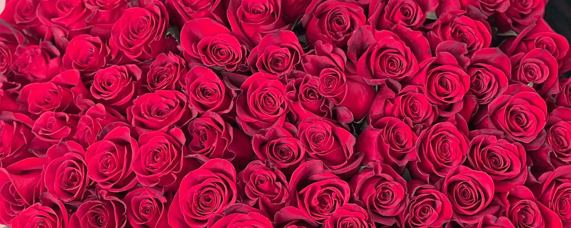Много красных роз