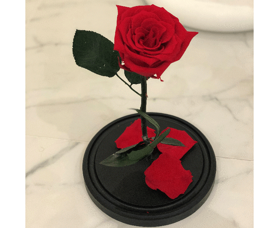 Вечная роза, красная